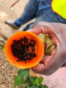 Désinsectisation à Yaoundé : éradication de guêpes | EDEN SARL