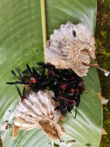 Désinsectisation à Yaoundé : éradication de guêpes | EDEN SARL